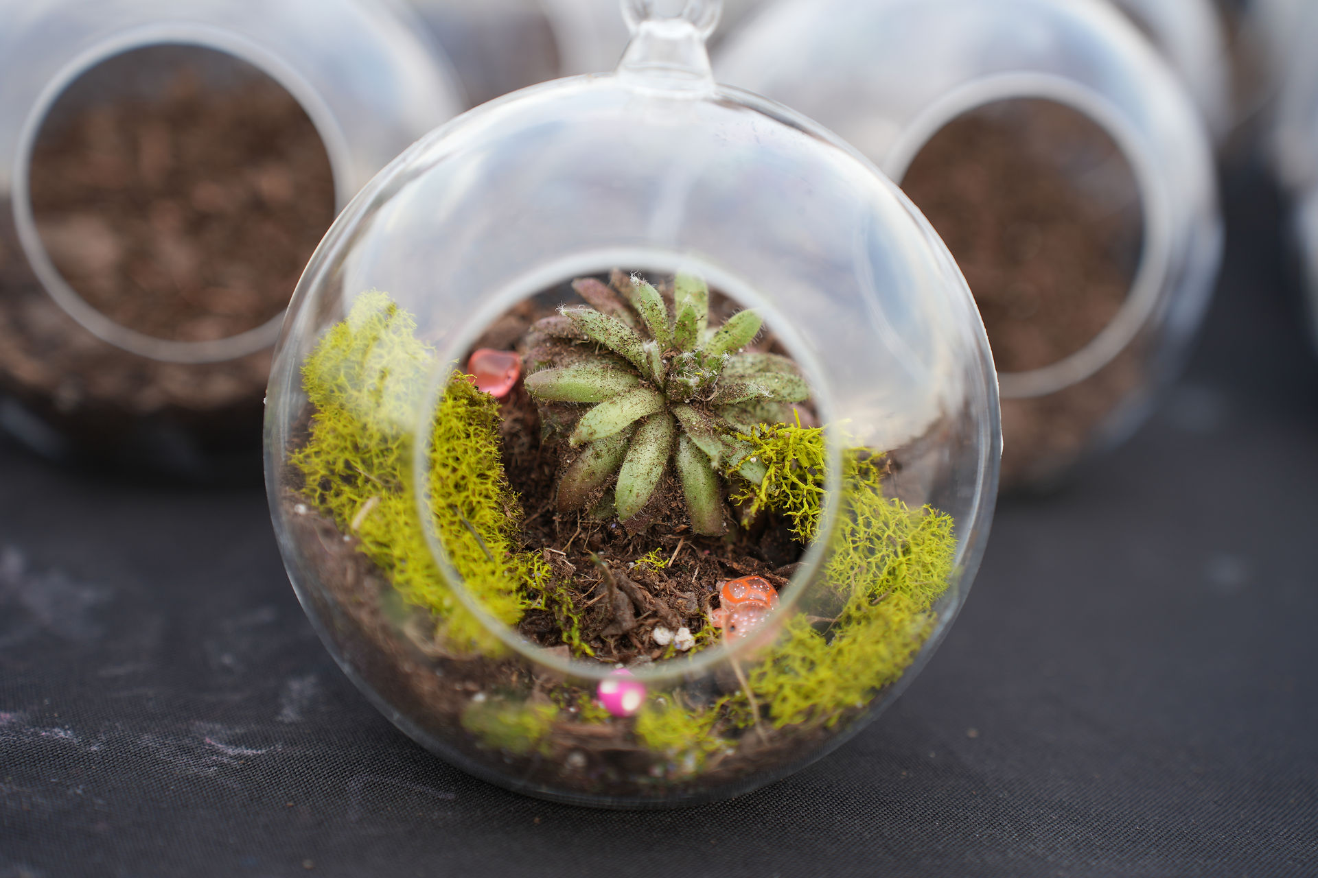 image of a finished succulent terrarium