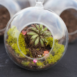 image of a finished succulent terrarium