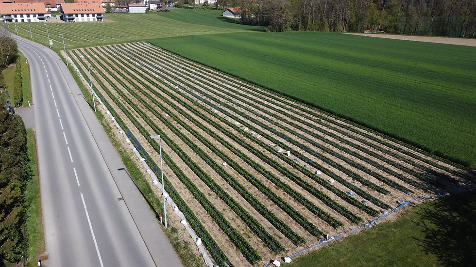 DJI_0686