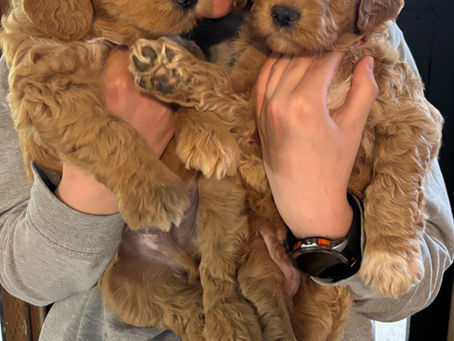 Golden Retriever/Golden Doodle Puppies Available
