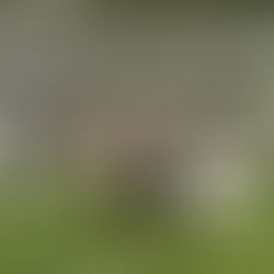 Starting Our Goat Breeding Program with our new Bucks