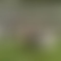 Starting Our Goat Breeding Program with our new Bucks