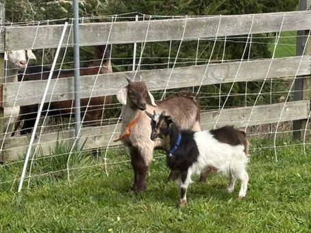 Starting Our Goat Breeding Program with our new Bucks