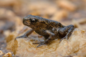 Bufo bufo - Common Toad
