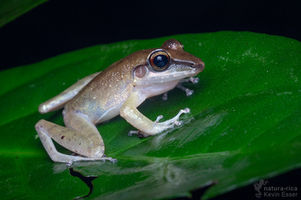 Craugastor talamancae