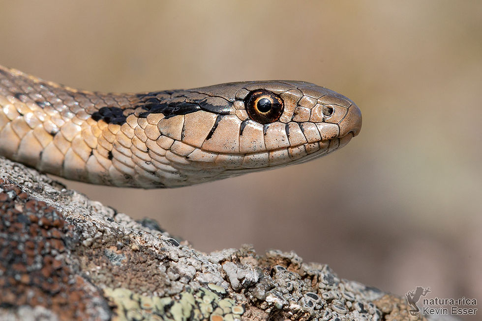 Thamnophis elegans vagrans - Wandering Garter Snake