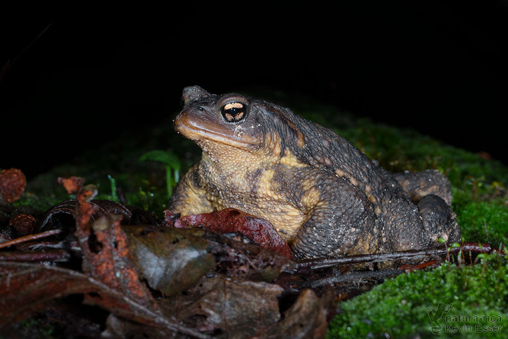Bufo spinosus - Spiny Toad