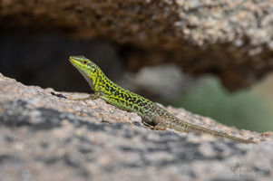 Podarcis siculus - Italian Wall Lizard