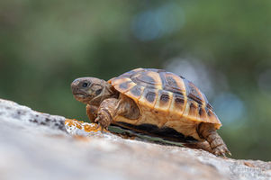 Testudo hermanni - Hermann's Tortoise