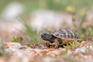 Testudo hermanni - Hermann's Tortoise