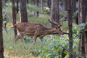 Axis axis - Axishirsch