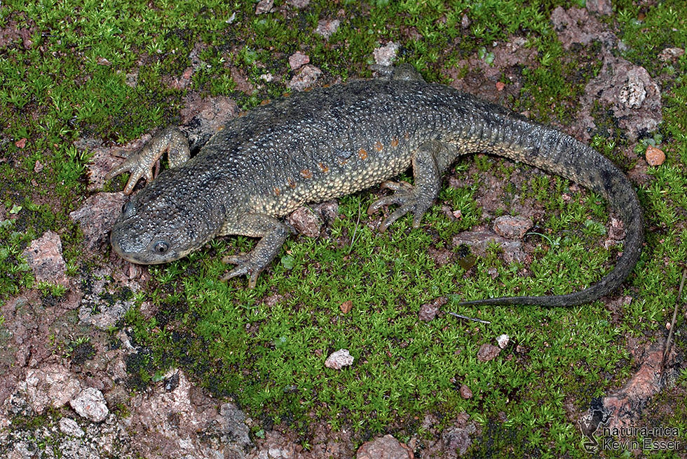 Pleurodeles waltl - Sharp-ribbed Newt