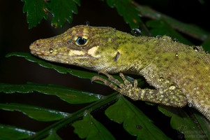 Anolis woodi - Blauaugen Anolis