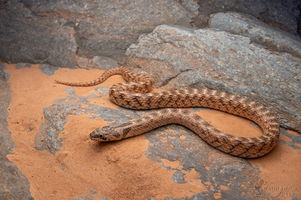 Macroprotodon brevis - Western False Smooth Snake