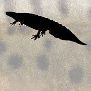 button_salamanders.jpg