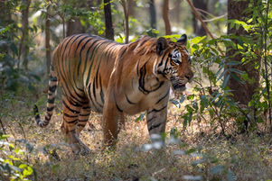 Panthera tigris - Königstiger