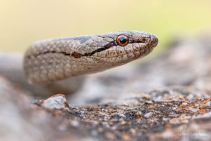 Coronella austriaca - Schlingnatter