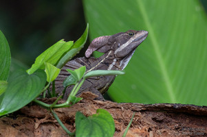 Basiliscus basiliscus - Helmbasilisk