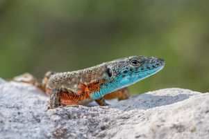 Algyroides nigropunctatus - Blue-throated Keeled Lizard