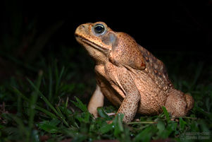 Rhinella horribilis