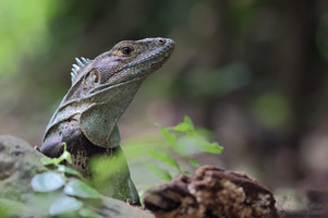 Ctenosaura similis - Schwarzleguan