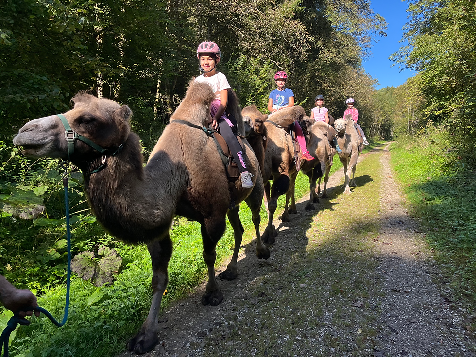 Kinder und Kamelreiten