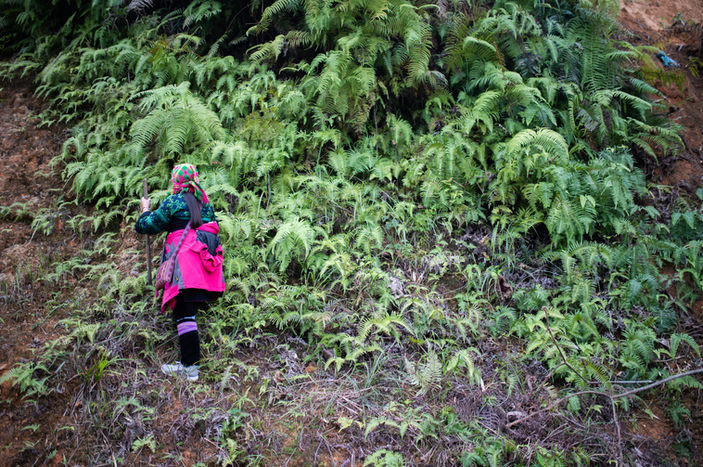 מיי קוטפת עלים להראות לי