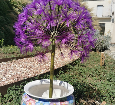 Pissenlit violet août 2026.jpg