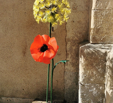 Pissenlit jaune et coquelicot août 2026.jpg