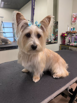 Carin Terrier