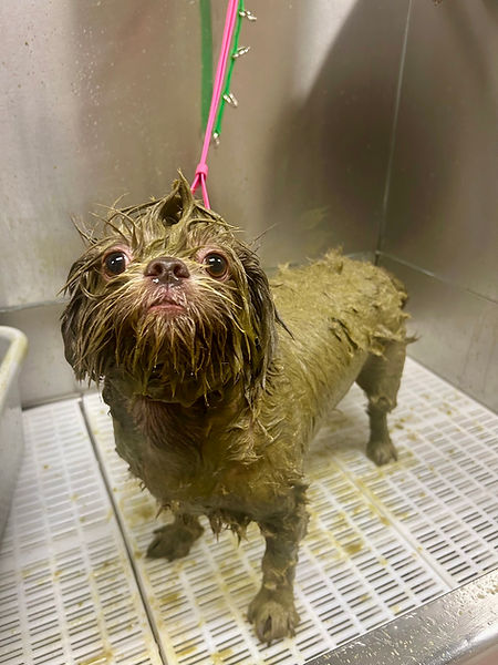 Ayurveda herbal skin and coat treatment applied during a dog grooming spa service