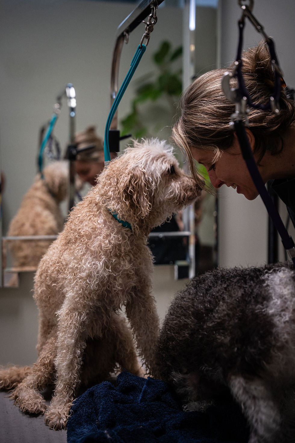 Dog Grooming