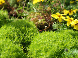 Grounds Tidy Up - Starting Saturday 9 March