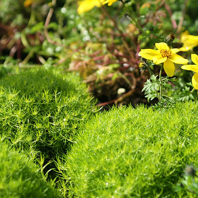 Yellow Wild Flowers
