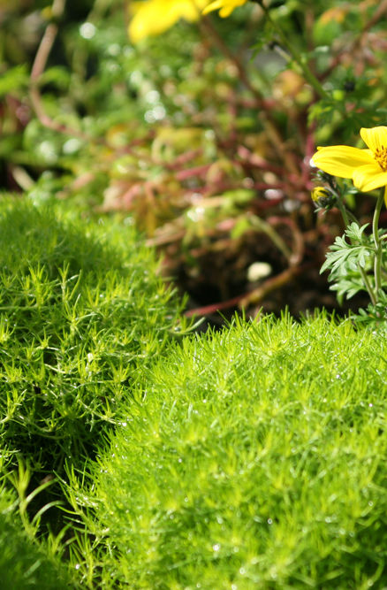 Yellow Wild Flowers