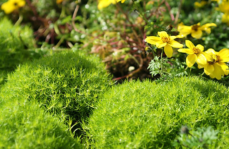 Yellow Wild Flowers 