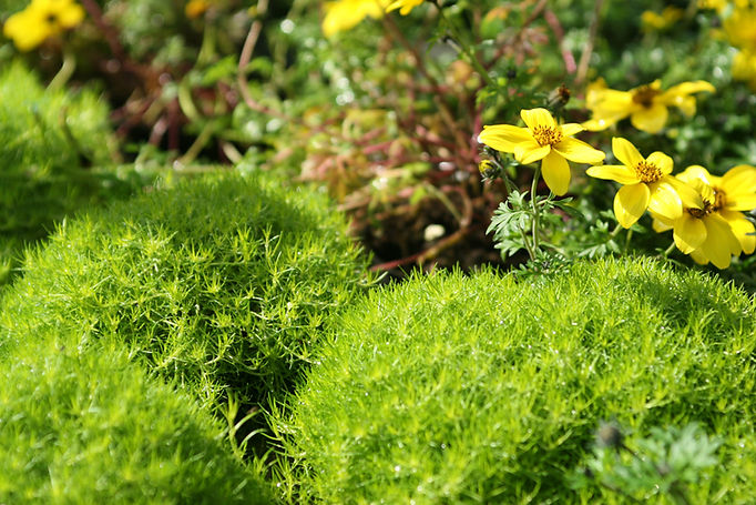 Yellow Wild Flowers