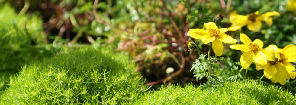 Yellow Wild Flowers