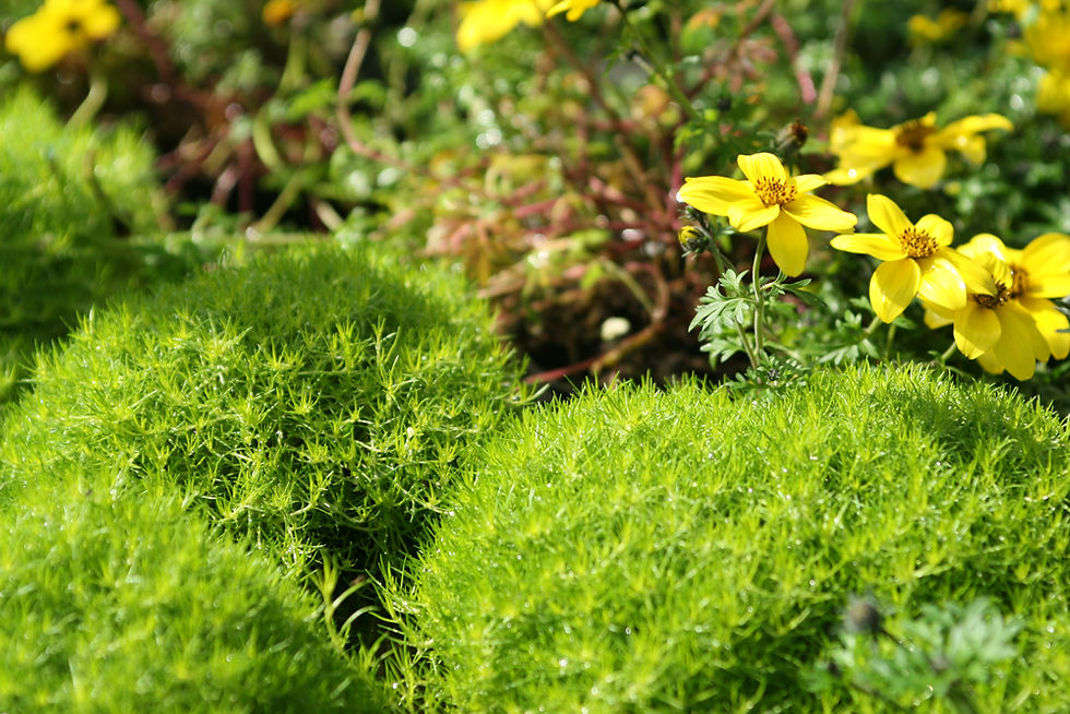 Garten mit gelben Blumen