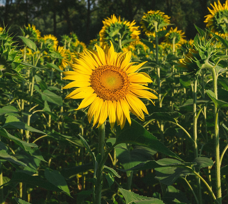 Maryland Sunflower
