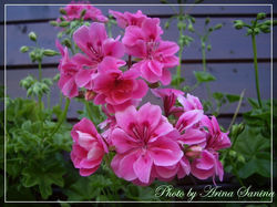 плющелистные пеларгонии (1)