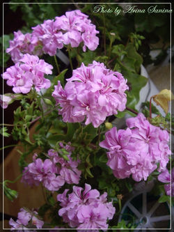 плющелистные пеларгонии (10)