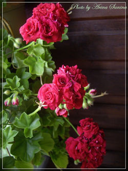 плющелистные пеларгонии (22=)