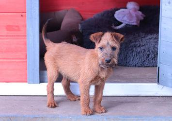 Irish Terrier Welpen aus Zucht