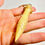 Miniature : Pendule thot buis 22 grammes 