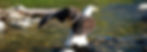raptor 3_edited.jpg