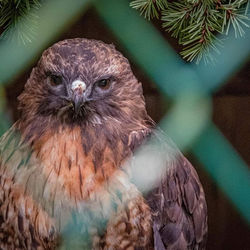 hawk 1
