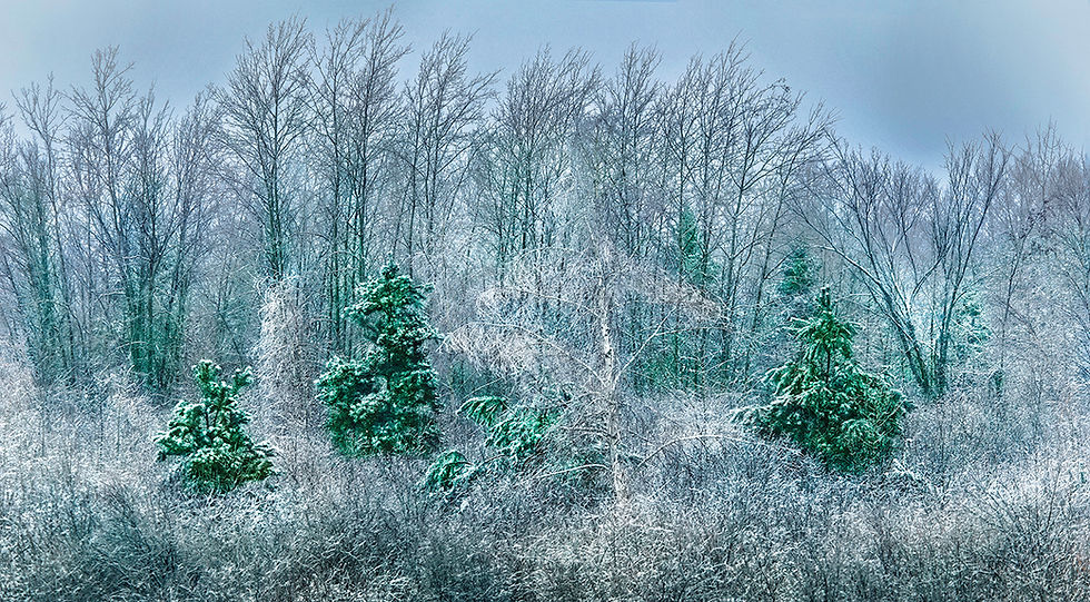 Trees Through the Forest