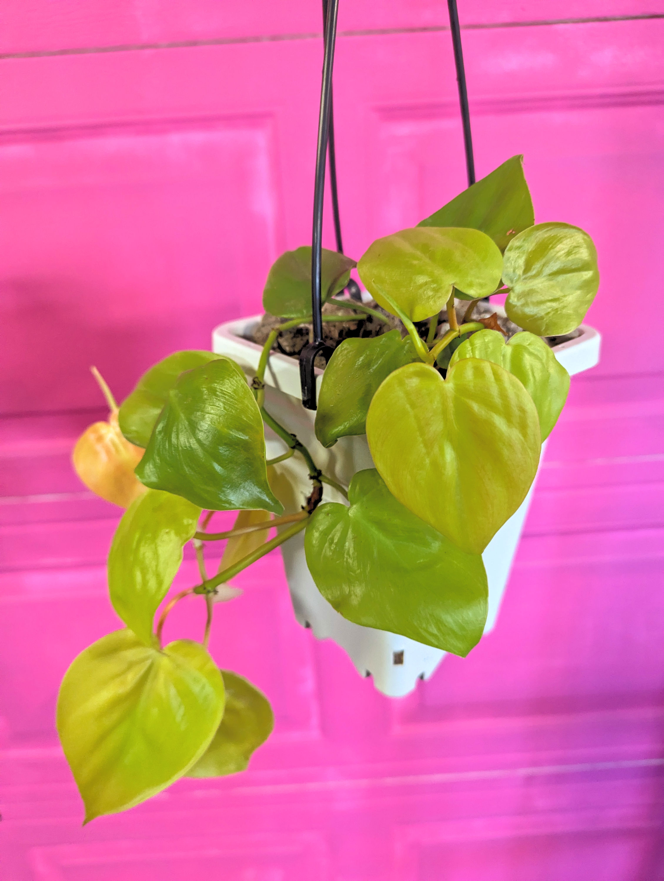 Lemon Lime Philodendron-Rooted