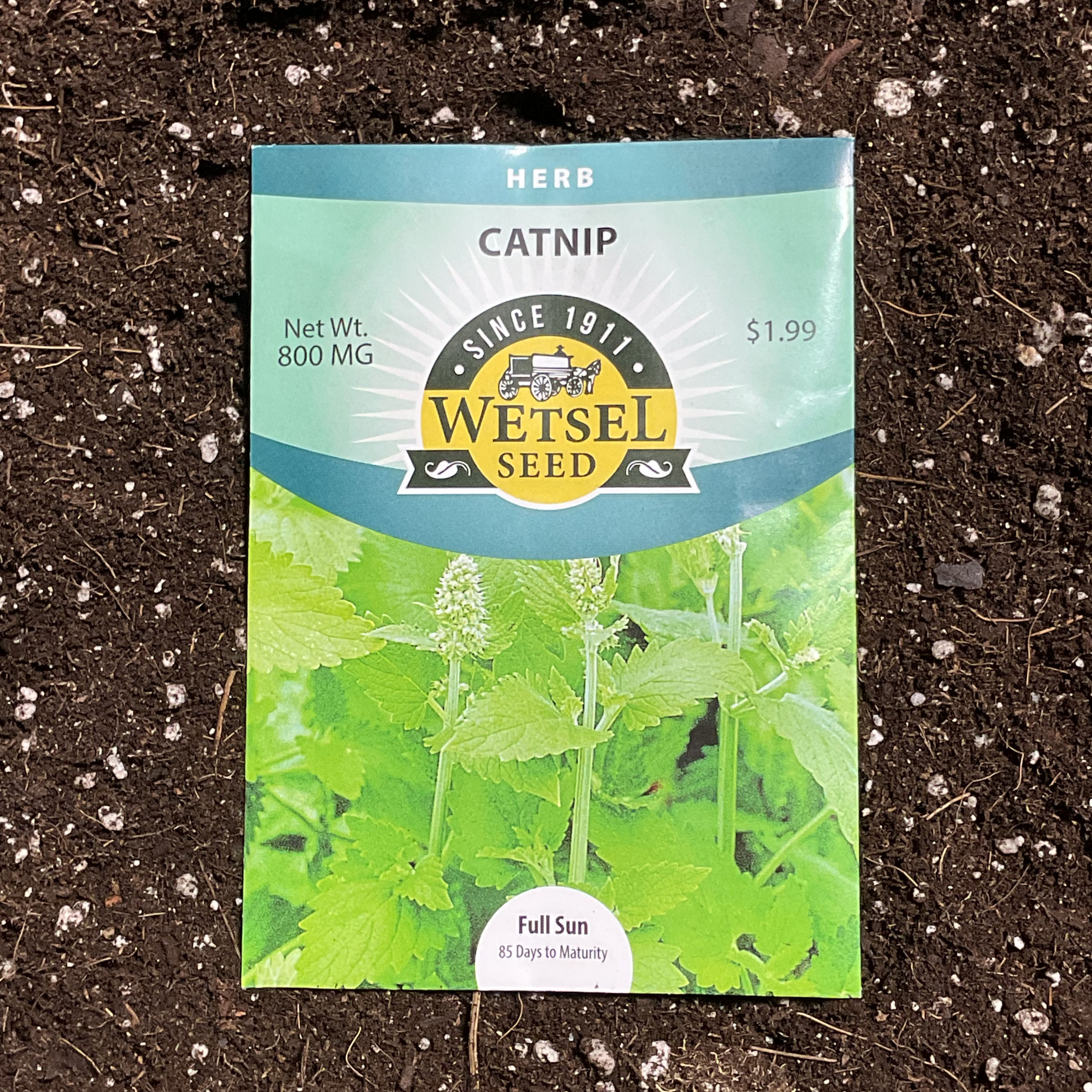 Catnip seeds-Herb